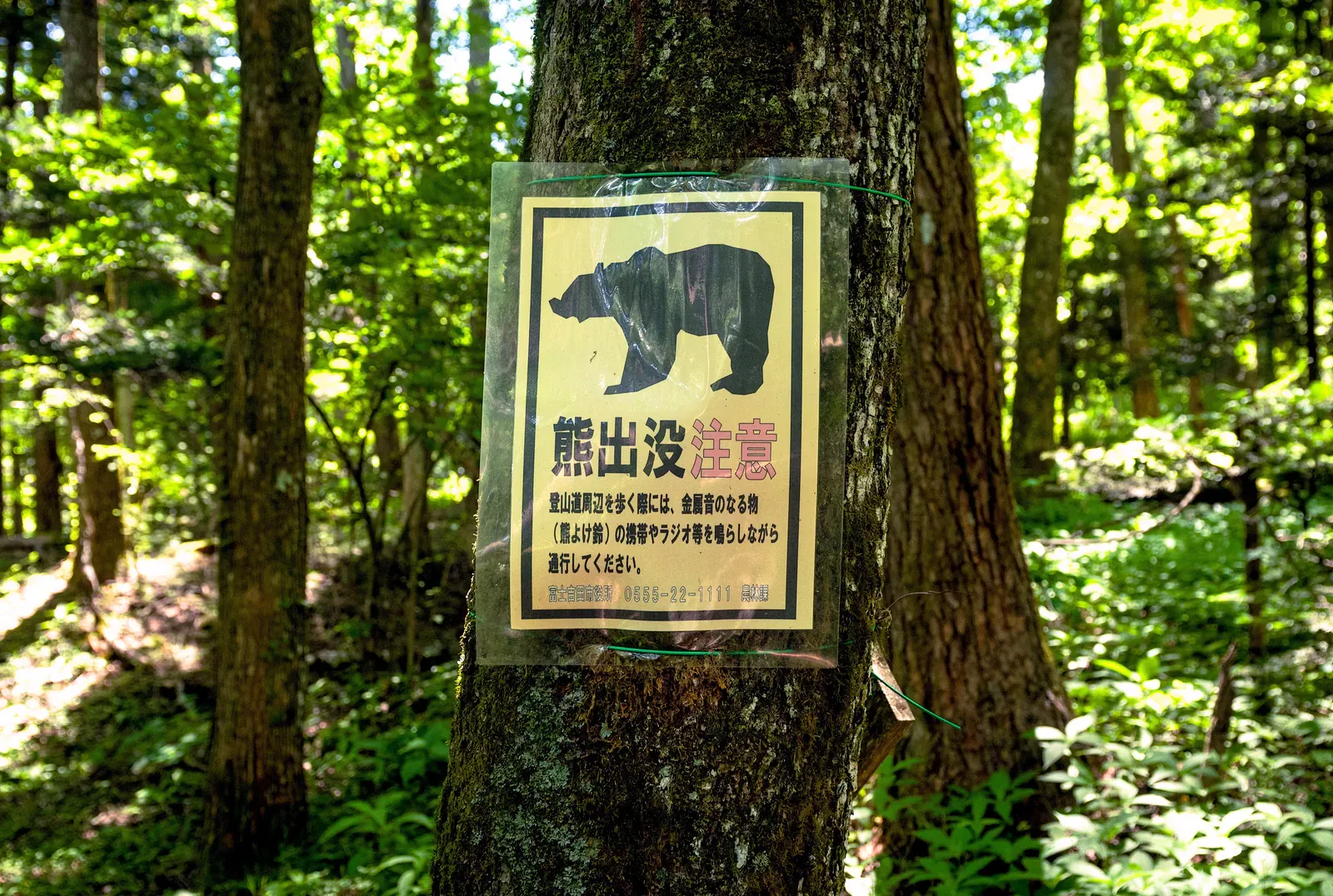 Bear warning sign on a forest tree trunk
