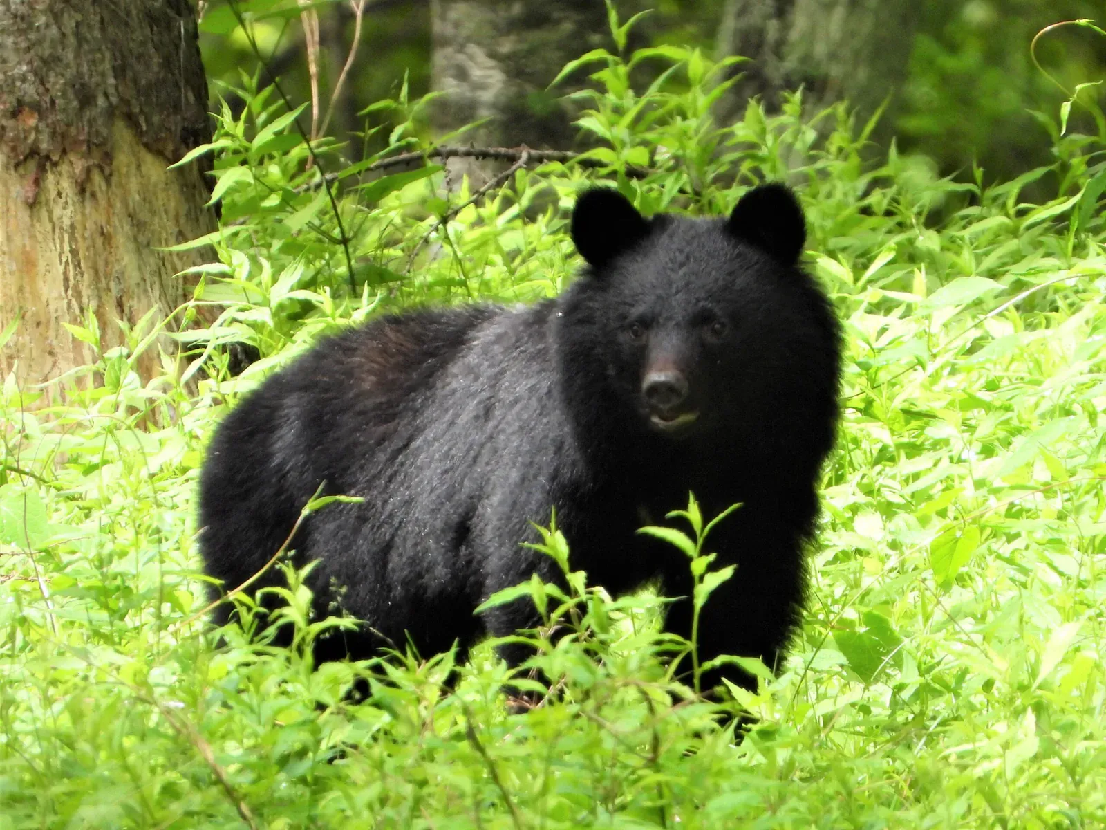 Black bear standing among bright green foliage