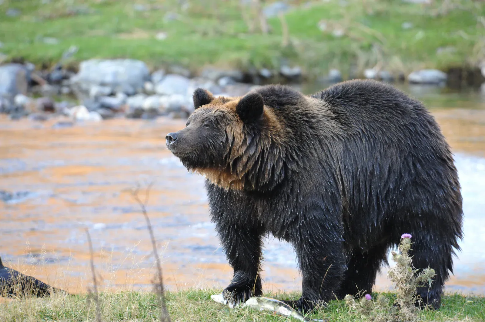 Large dark bear walking along a river bank with grass behind