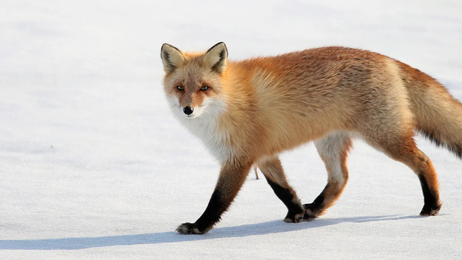 Red fox walking across bright snow with its tail trailing
