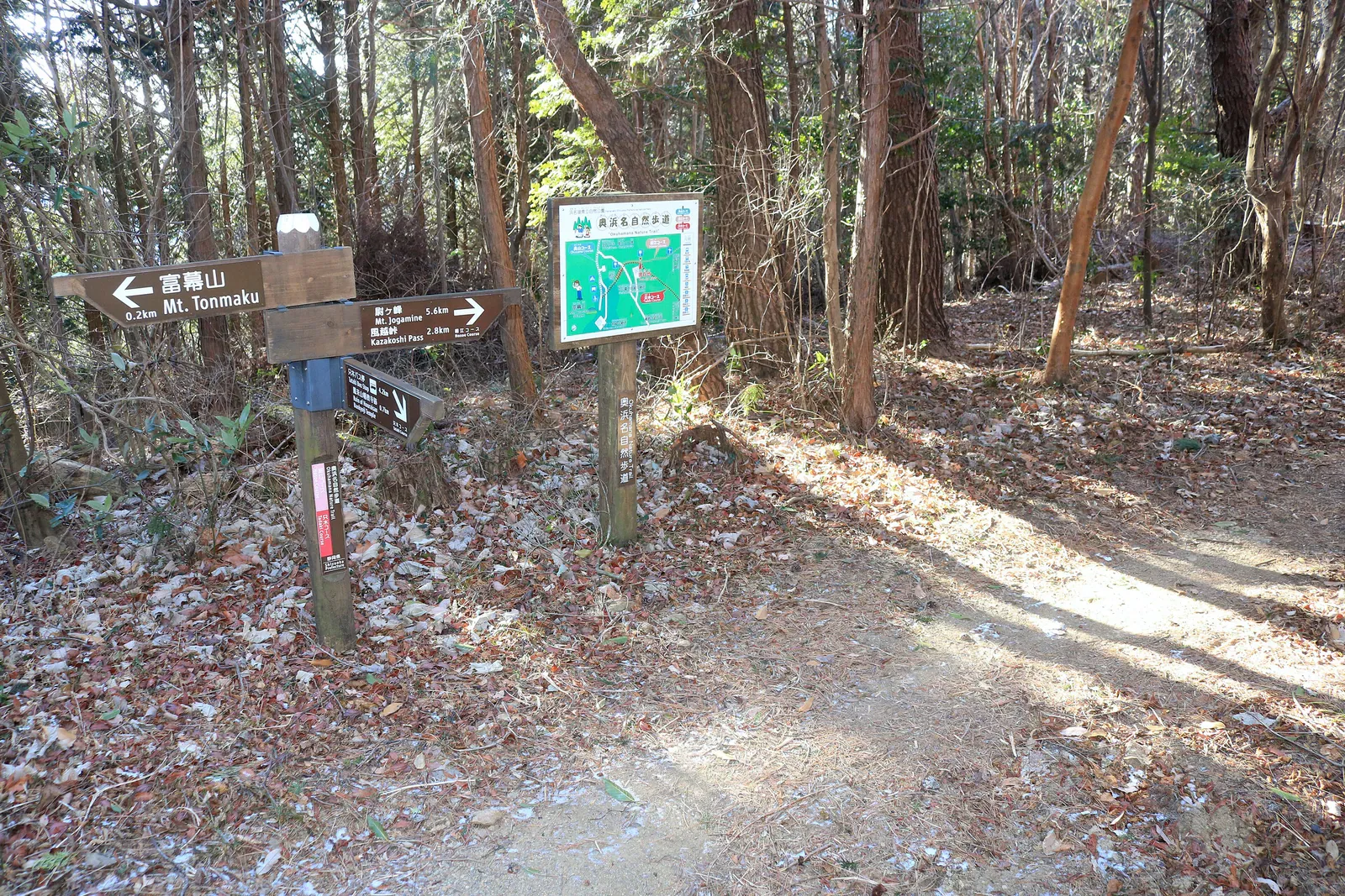 Forest trail junction with wooden signposts and a map board