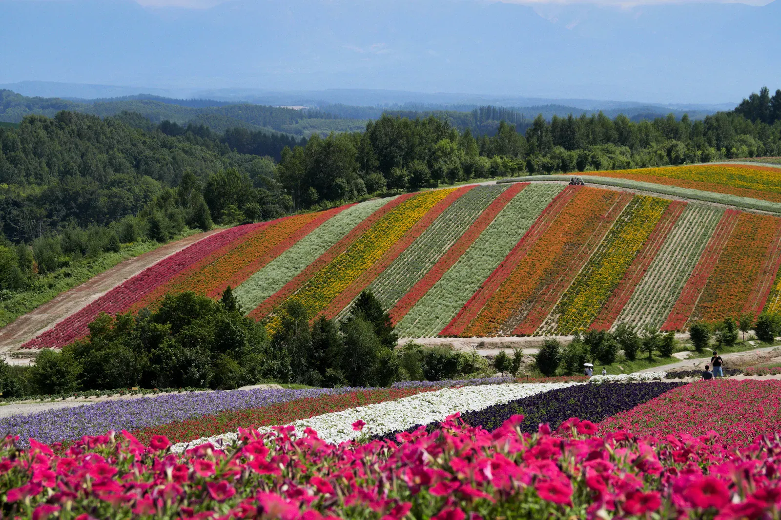 Rolling hills of Hokkaido