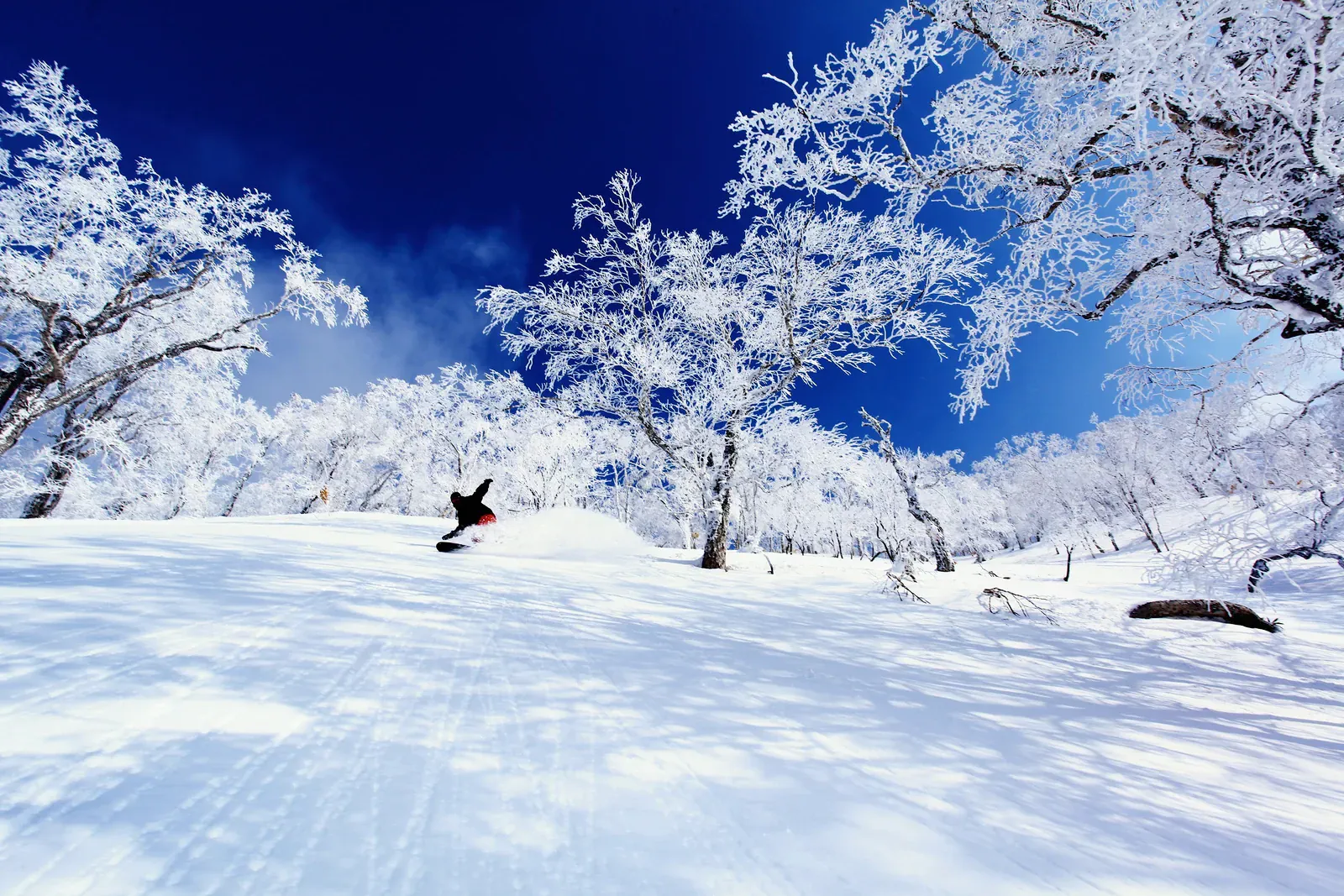 Snow-covered trees on a slope