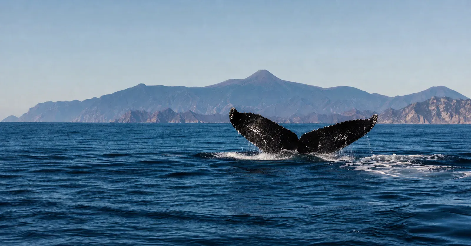 Humpback whale tail breaking the surface off an island with a mountain ridge