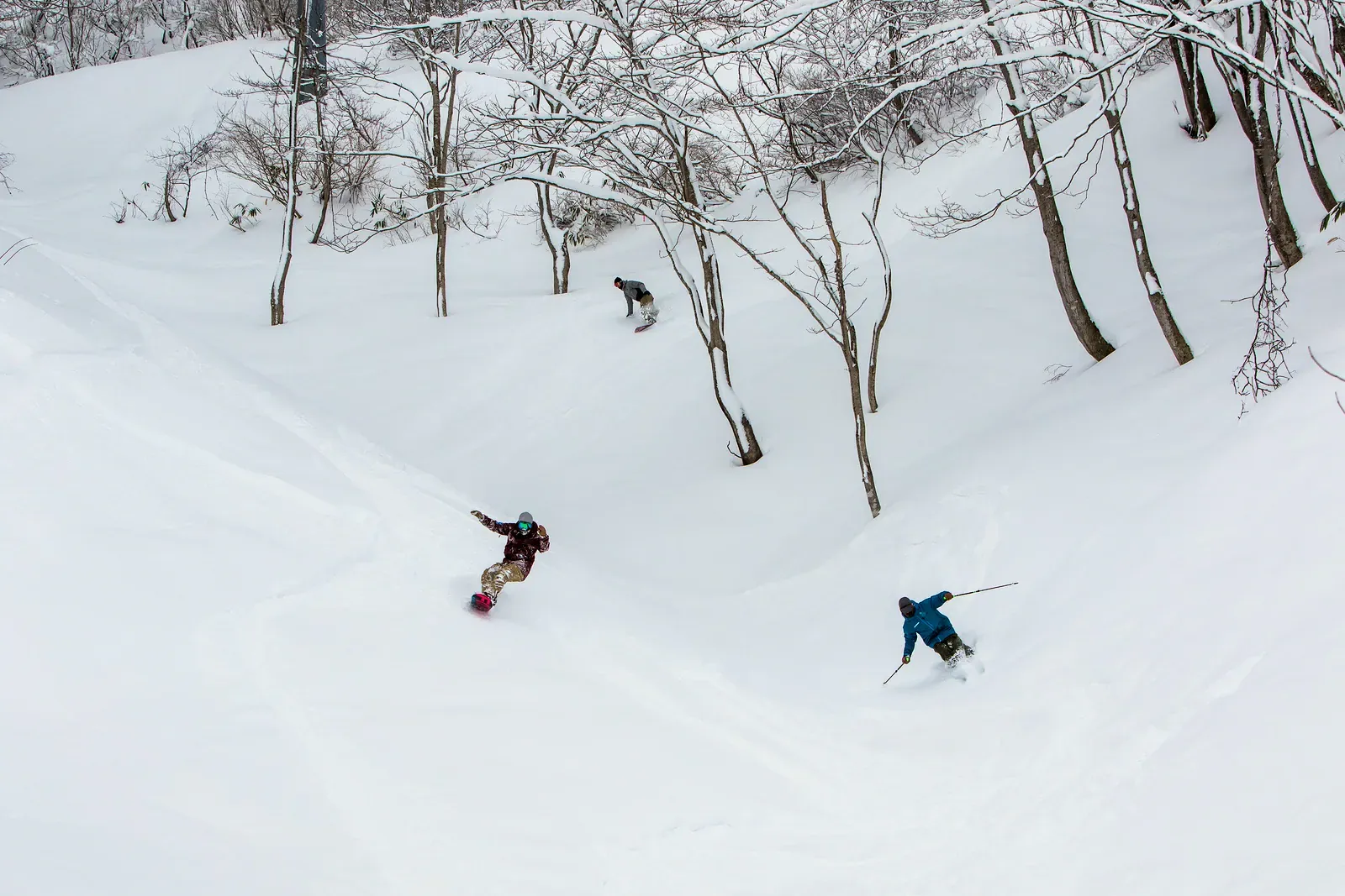 Skiers descending a powder slope between snowy trees in Japan