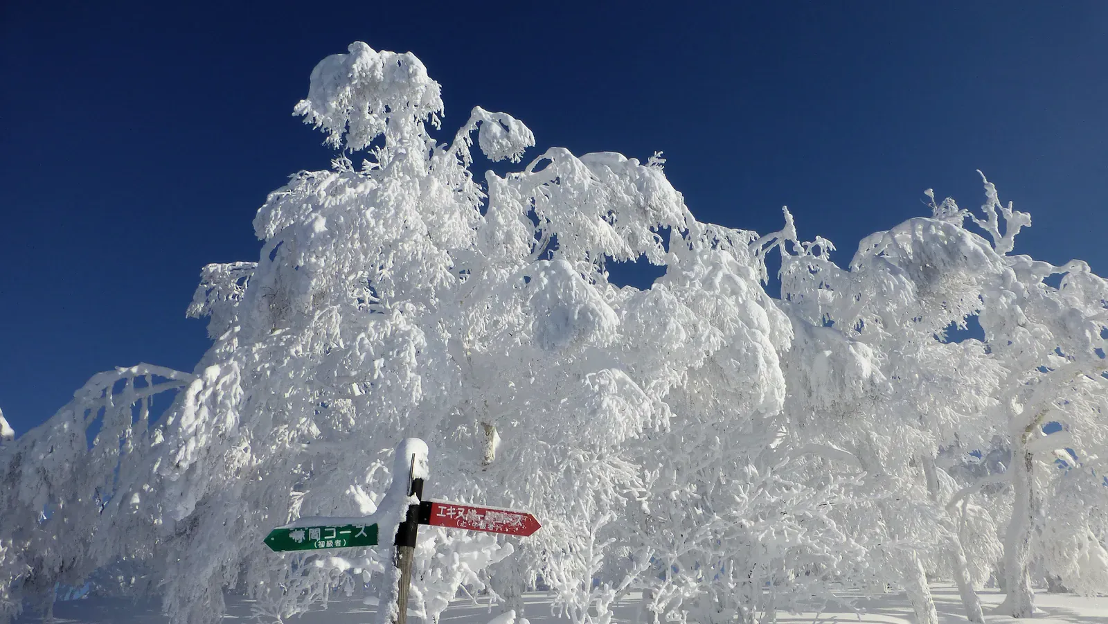 Snow-covered trees on a Japanese ski slope