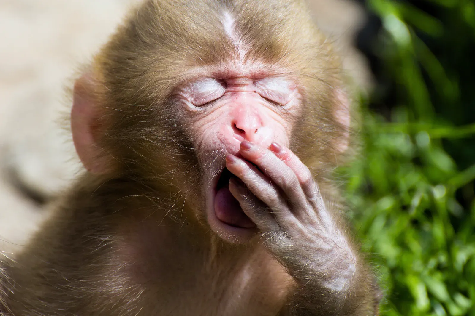Young Japanese macaque yawning with a hand over its mouth