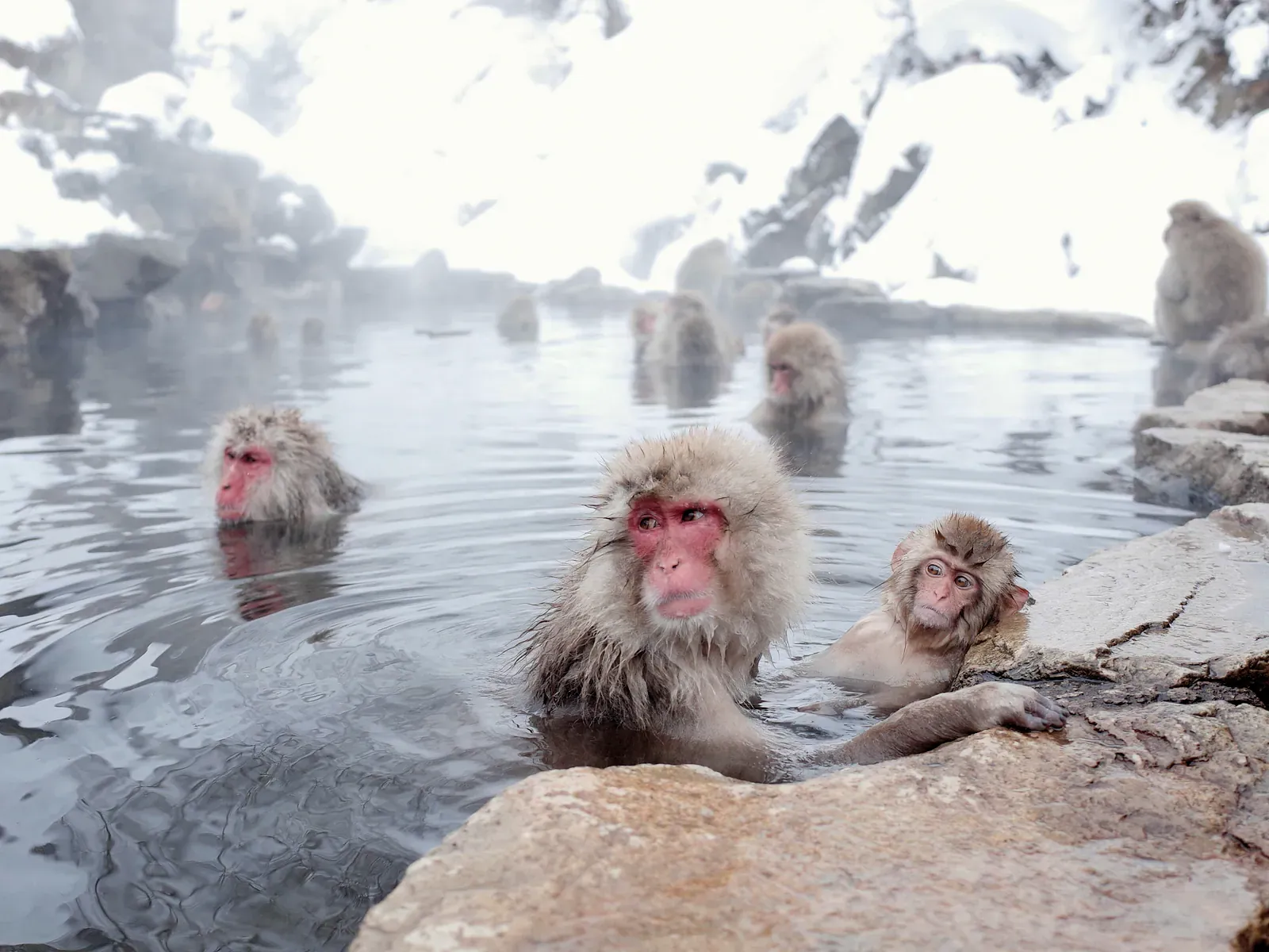 Macaques soaking in a steaming hot spring pool below snowy slopes