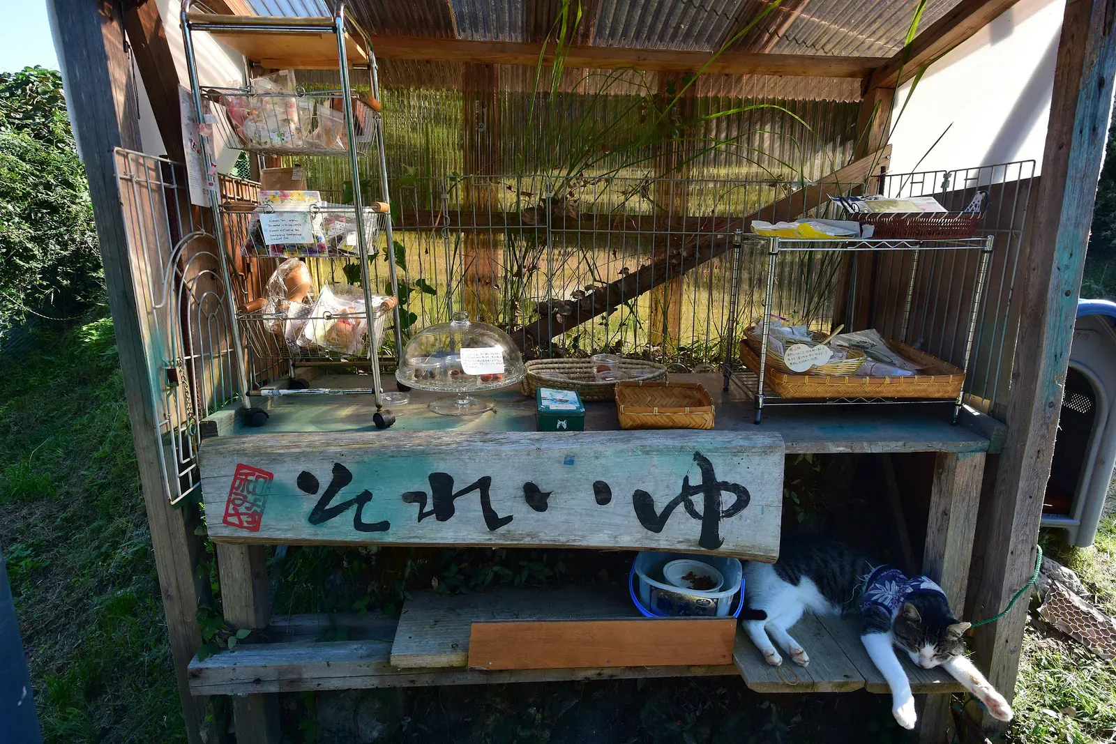 Kumano Kodo trail near Tsugizakura-oji