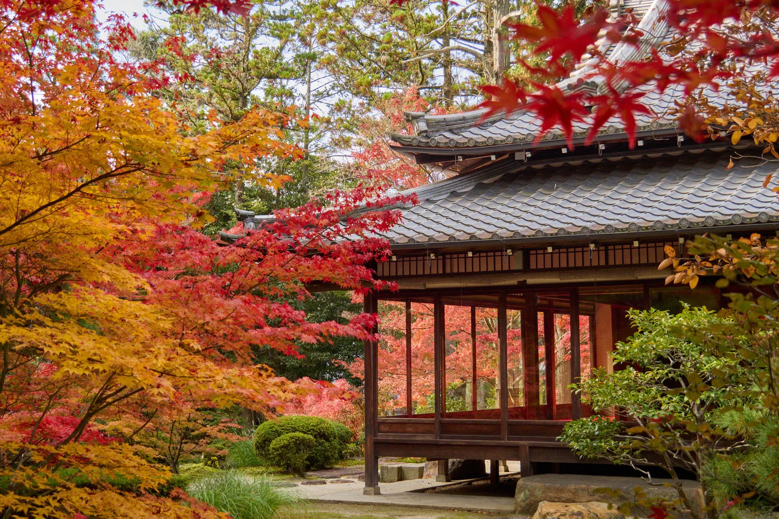 Temple pavilion among autumn maples in Kyoto