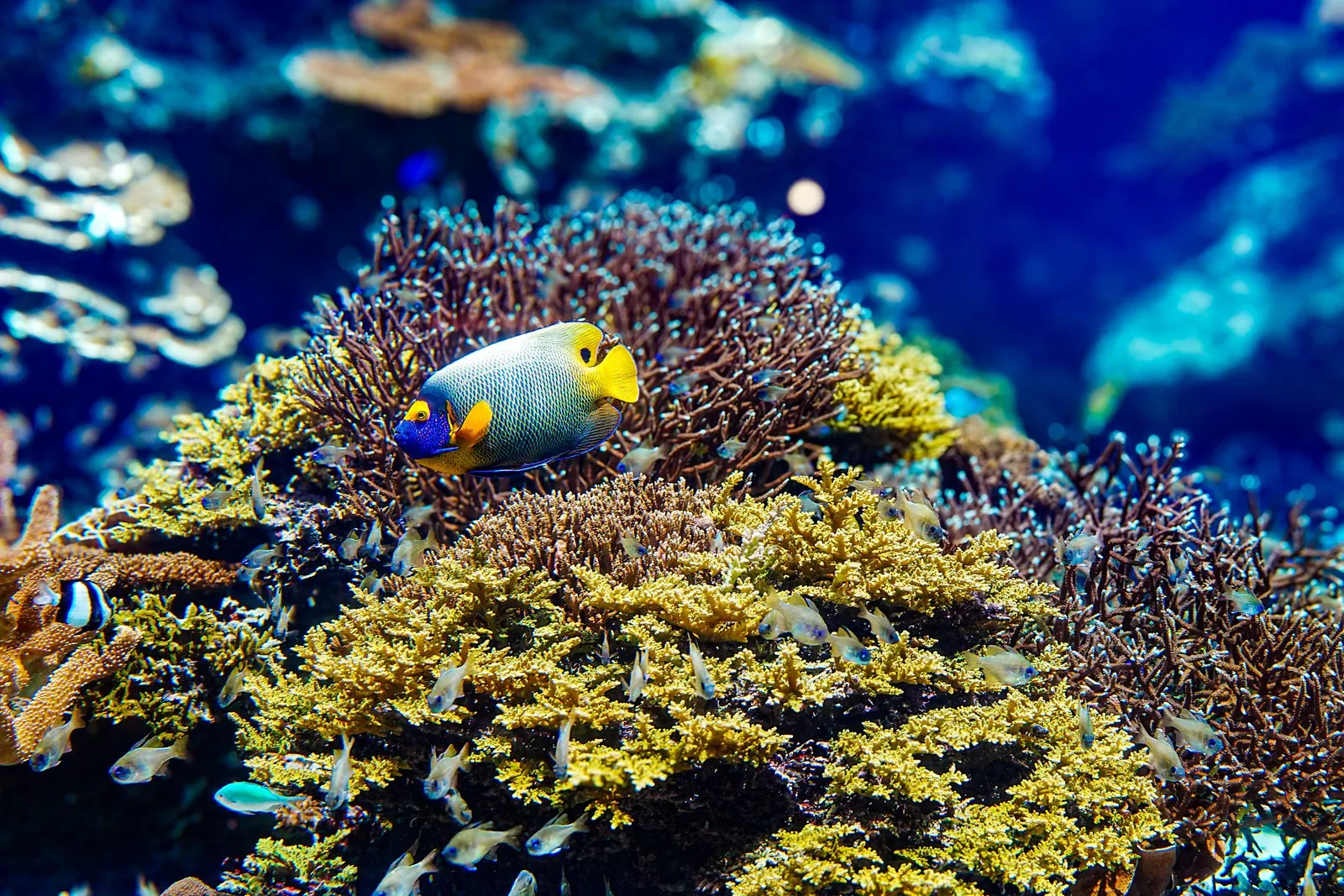 Blue-faced angelfish swimming over yellow and orange corals on a reef
