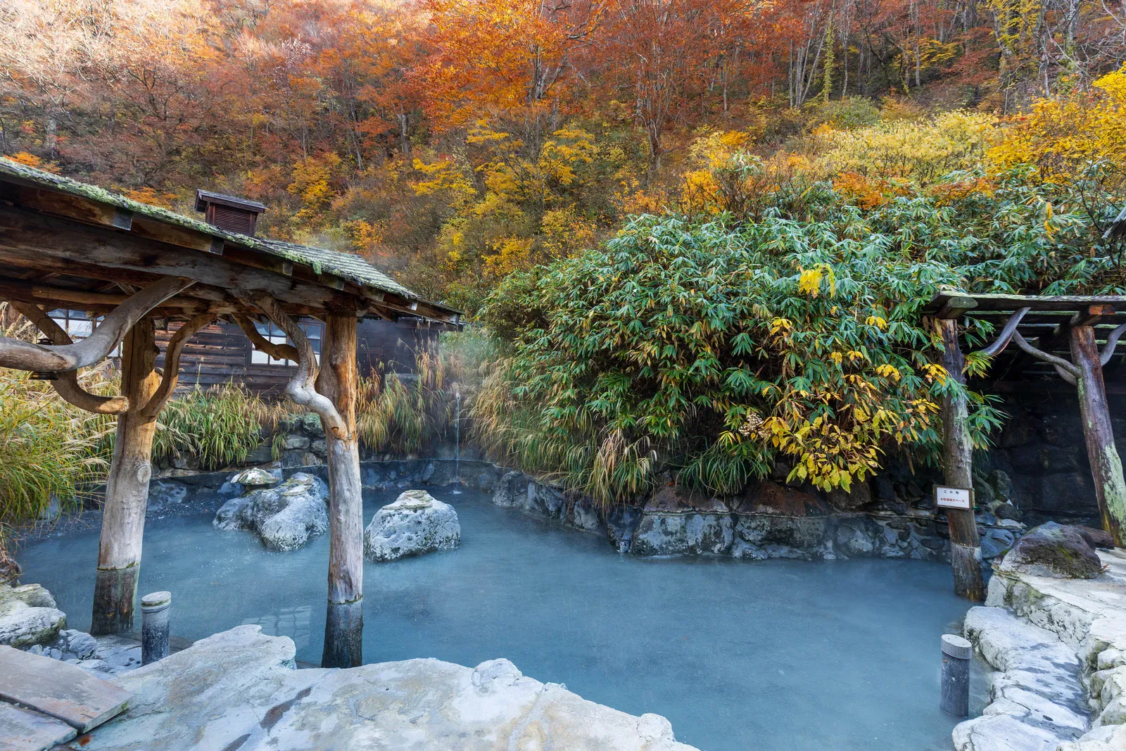 Outdoor rotenburo hot spring pool under a wooden roof among autumn trees
