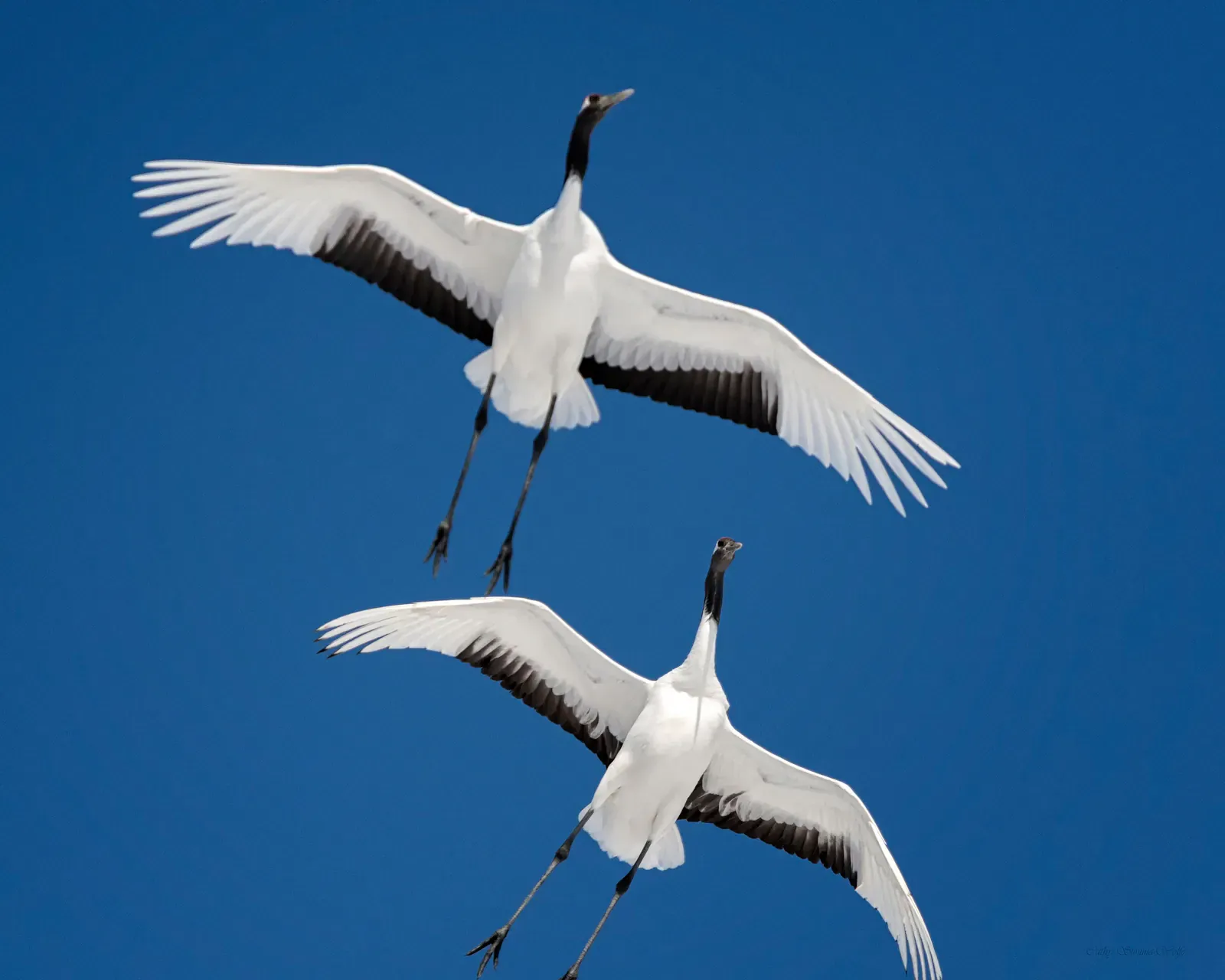 Two red-crowned cranes flying with wings spread against a blue sky