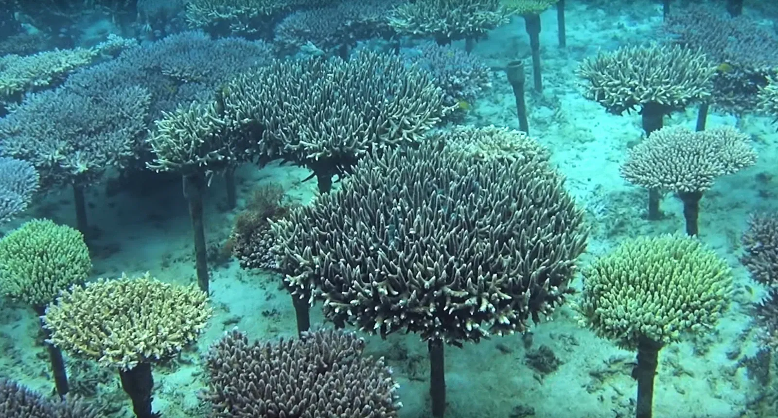 Table coral colonies on the seabed in clear blue-green water