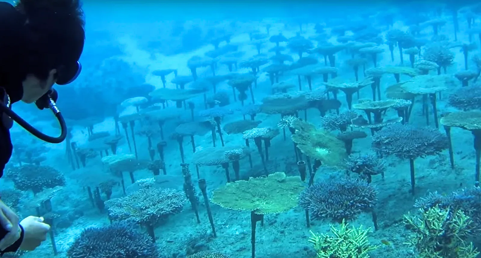 Diver beside a field of table corals underwater