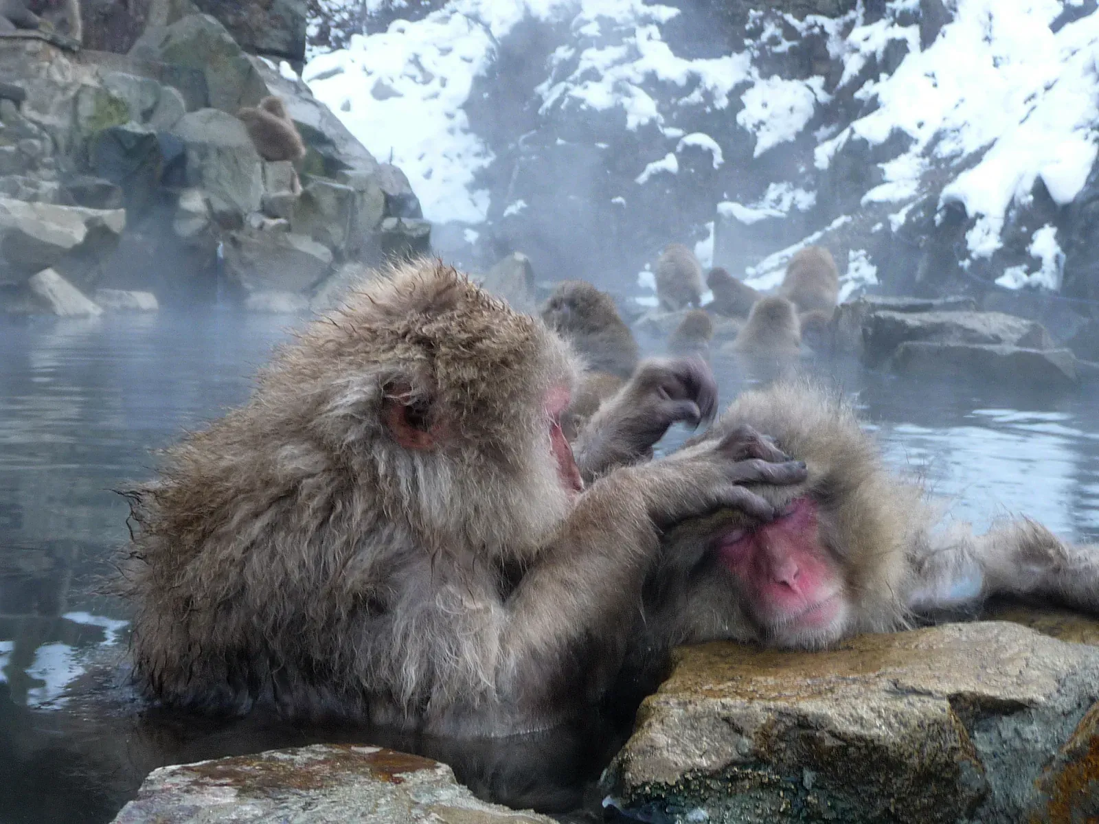 Macaque grooming another beside a steaming hot spring with snow behind