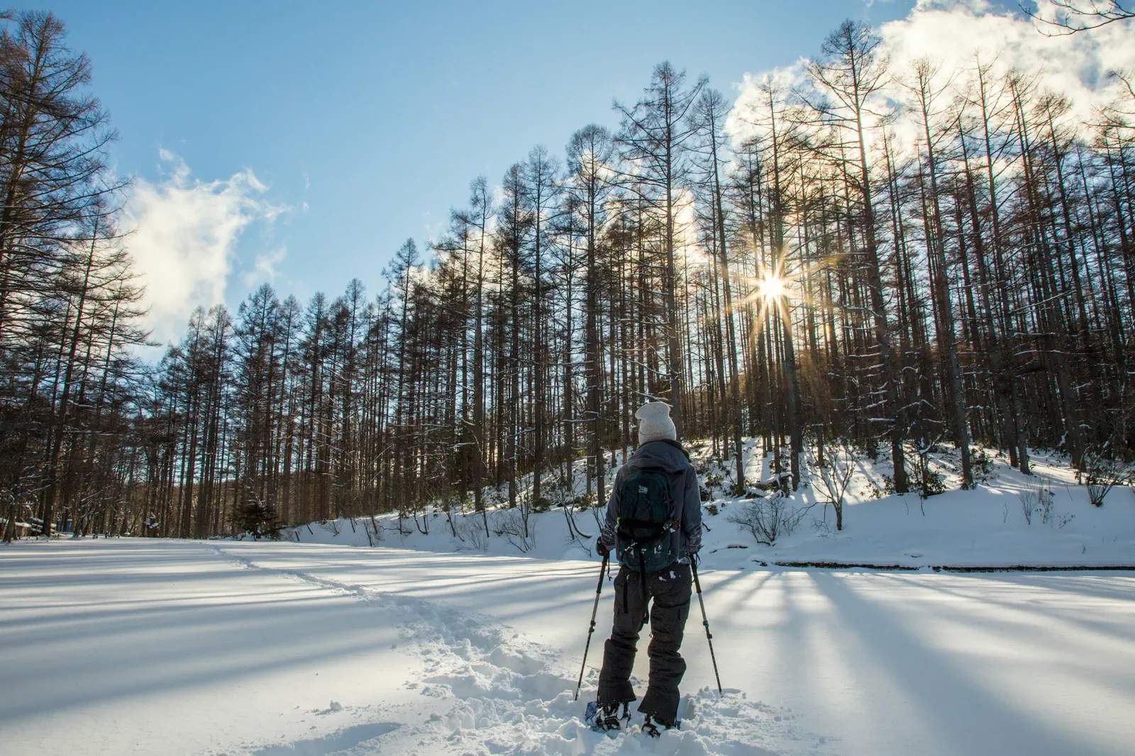 Lone snowshoer on a snow trail beneath larch trees with the low sun behind