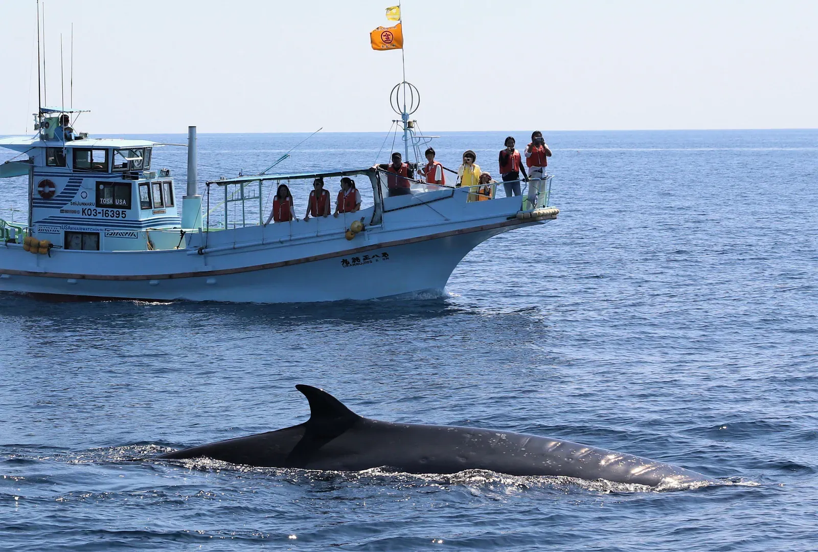 Whale-watching boat with passengers at the rail beside a surfacing whale back