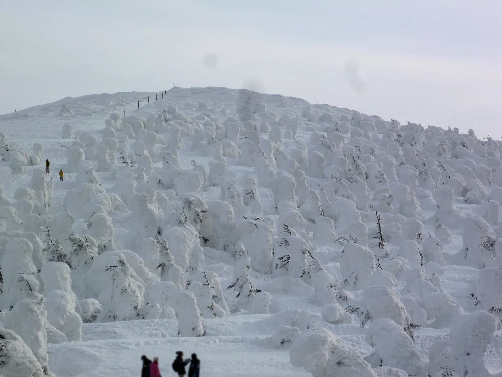 Snow monsters (juhyo) on the slopes at Zao, Yamagata